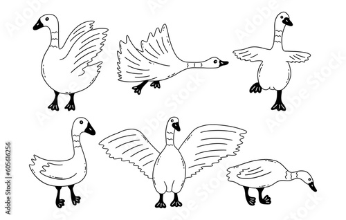 Geese in different poses. Wild or household birds, farming. Poultry. Black and white vector isolated illustration hand drawn doodle
