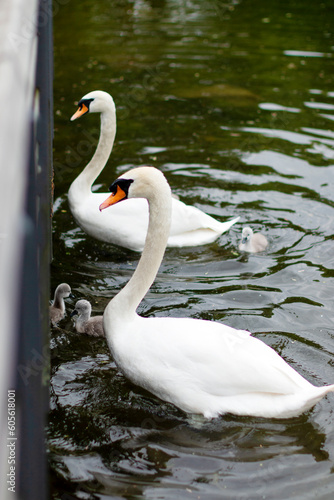 Cygnes avec leurs petits