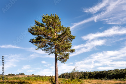 Pinus sylvestris or Scot pine on Ashdown forest on a Sunday afternoon, East Sussex, South of England