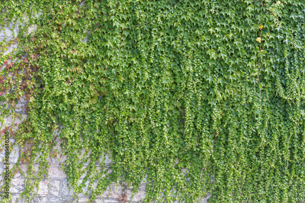 ivy leaves on wall ivy leaves on wall