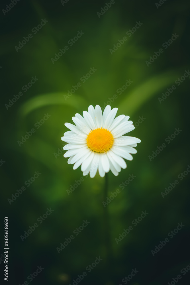 camomile