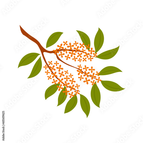 Osmanthus tree branch with flowers illustration. Hand drawn style flat design, isolated vector. Traditional Asian holiday Mid Autumn Festival floral, botanical element, fragrant olive bloom, blossom