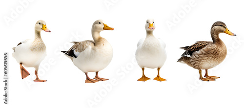 Different ducks standing isolated on transparent background. PNG elements. Generative AI