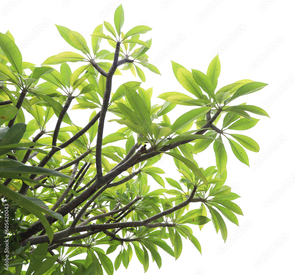 Foto de Green tree png ing_ Tree with isolated white_ Tropical tree ...
