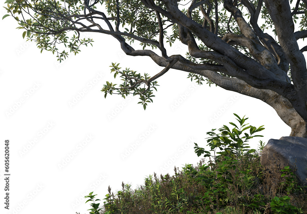 Foto de Green tree png ing_ Tree with isolated white_ Tropical tree ...