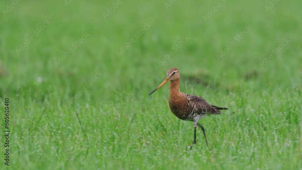 Close up shot of Black-tailed godwit grutto national bird in grass Close up shot of Black-tailed godwit grutto national bird in grass