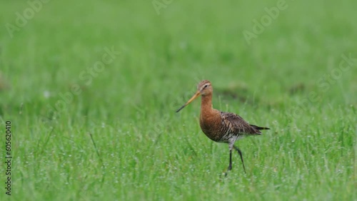 Close up shot of Black-tailed godwit grutto national bird in grass photo