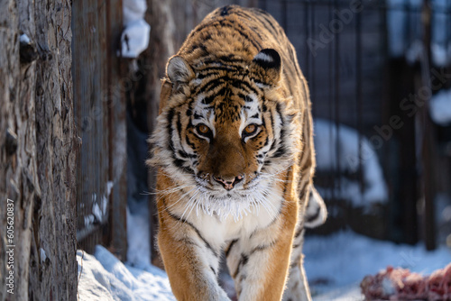 tiger in winter zoo predator. tiger year. High quality photo