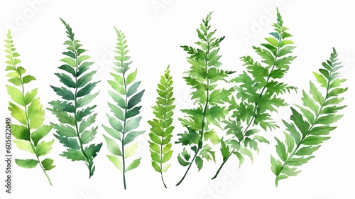 Watercolor painting leaf illustration collection set - many different fern leaves, isolated on white background (Generative Ai)