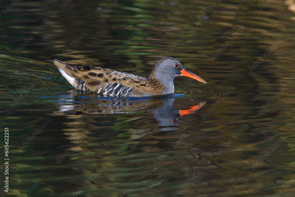 Wasserralle am Morgen im Herbst bei der Jagd Wasserralle am Morgen im Herbst bei der Jagd