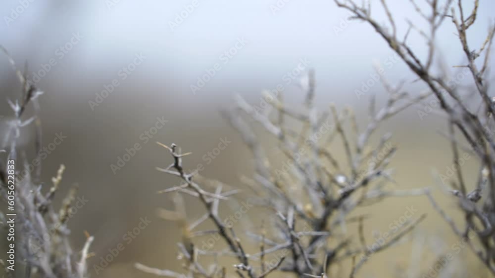 Close pan through branches of prairie sage as snow flakes fall Close pan through branches of prairie sage as snow flakes fall