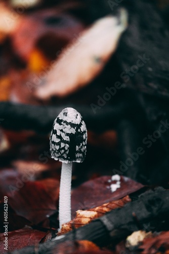  Mushroom closeup portrait