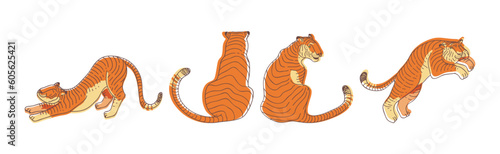Striped Tiger with Orange-brown Fur as Wild Cat Species in Different Pose Vector Set