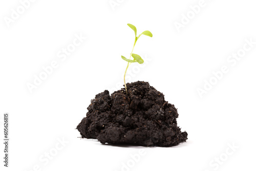 Heap dirt with a green plant sprout