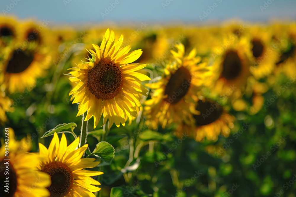 Fototapeta premium Evening field of sunflowers at sunset. Sunflowers with beautiful light under rain clouds.