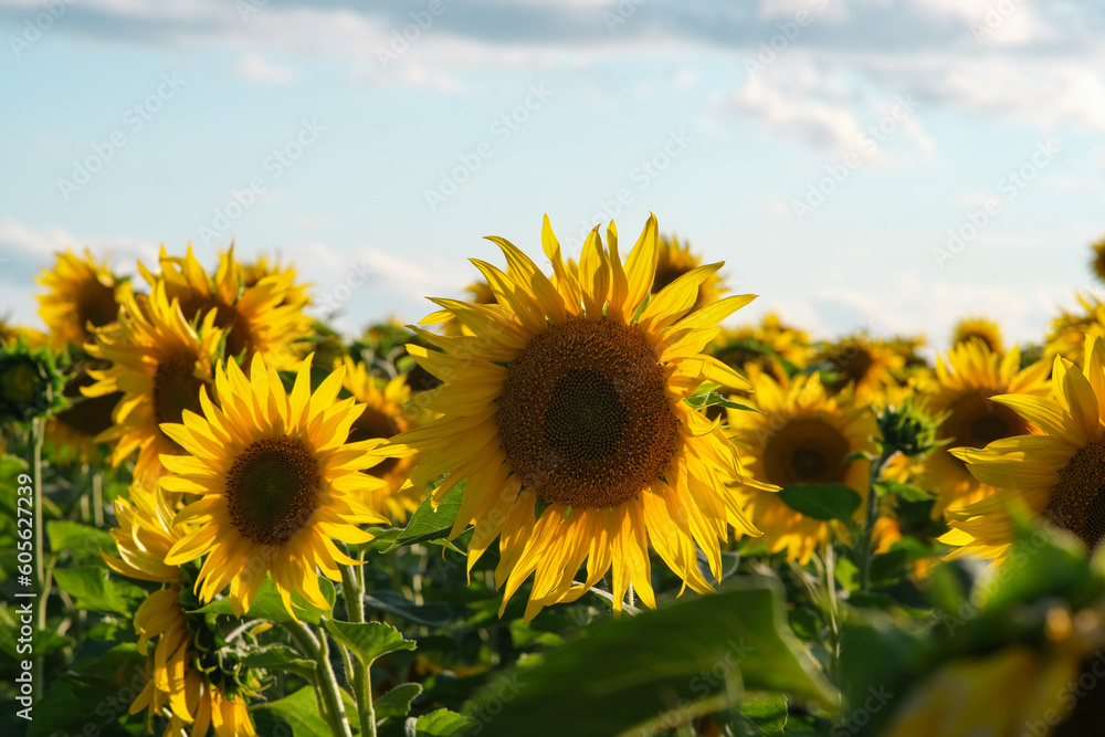 Fototapeta premium Evening field of sunflowers at sunset. Sunflowers with beautiful light under rain clouds.