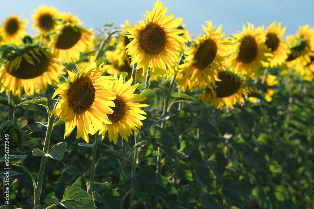 Evening field of sunflowers at sunset. Sunflowers with beautiful light under rain clouds.