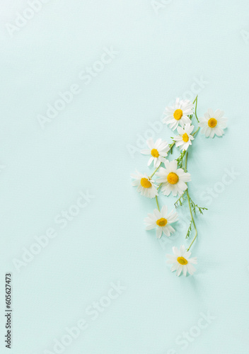 wild flowers on blue paper background