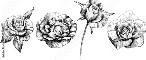 Rose flowers sketch. Isolated hand drawn set.
