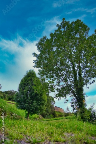 Vertical shot of green trees in Spanish countryside under blue cloudy sky