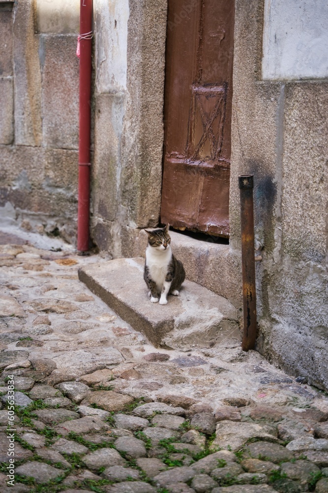 Vertical shot of a European shorthair cat sitting near the door of the house in Porto, Portugal
