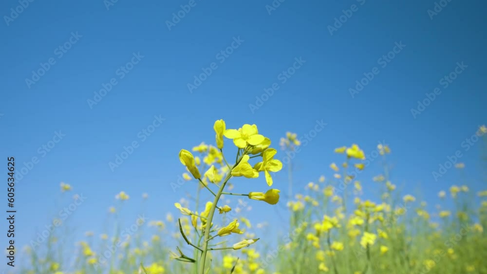 Yellow Rapeseed Flowers Sway Against a Clear Blue Sky. Close Up. Copy Space Push Back Yellow Rapeseed Flowers Sway Against a Clear Blue Sky. Close Up. Copy Space Push Back