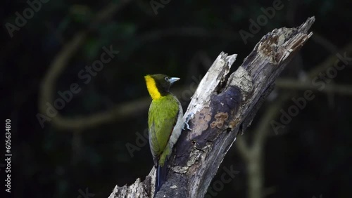 Closeup of a lesser yellownape (Picus chlorolophus) pecking on a tree branch photo