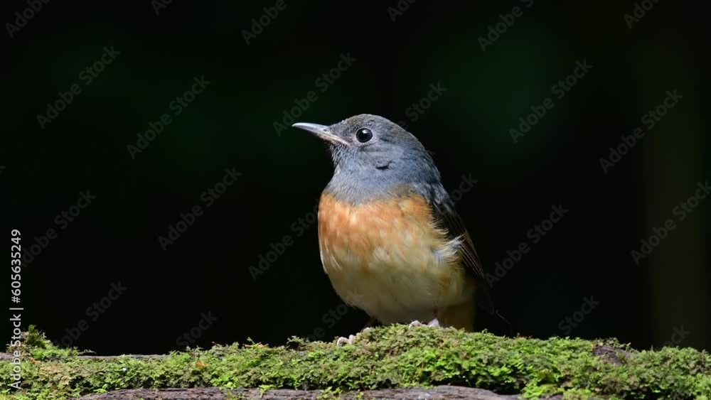 white rumped shama bird white rumped shama bird
