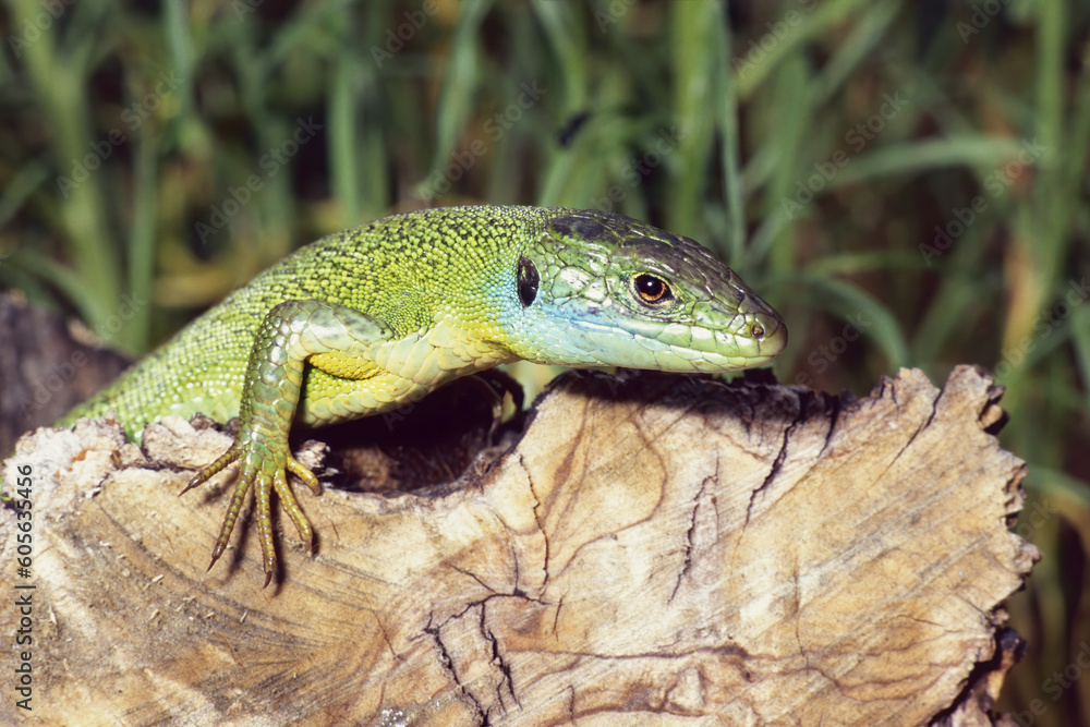 Fototapeta premium specimen of western green lizard