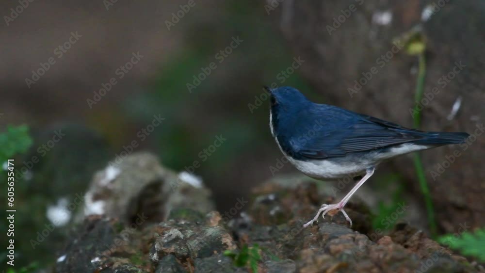 Closeup of a beautiful Siberian blue robin (Luscinia cyane) in the forest on blurred background Closeup of a beautiful Siberian blue robin (Luscinia cyane) in the forest on blurred background