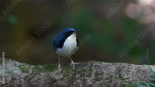 Closeup of a beautiful Siberian blue robin (Luscinia cyane) in the forest on blurred background photo