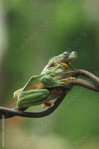 frog, flying frog, two cute frogs