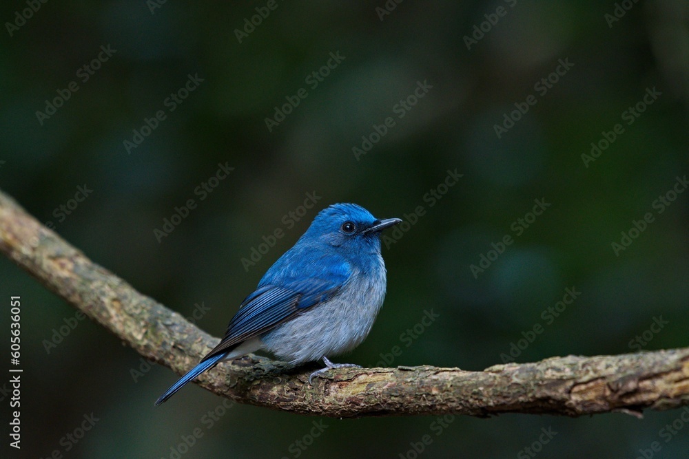 there is a blue bird perched on a tree branch in the woods there is a blue bird perched on a tree branch in the woods