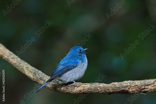 a bird perched on a branch of a tree, with a blue body