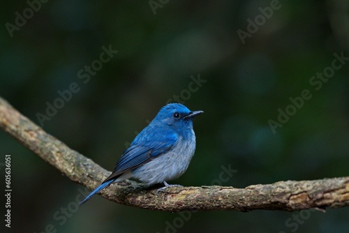 there is a blue bird perched on a tree branch in the woods