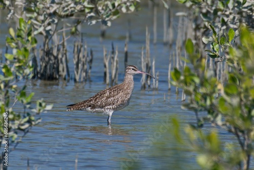 bird standing in water near plants and bushes in daytime time