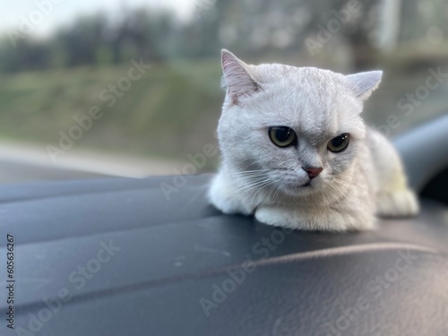 portrait of a cat