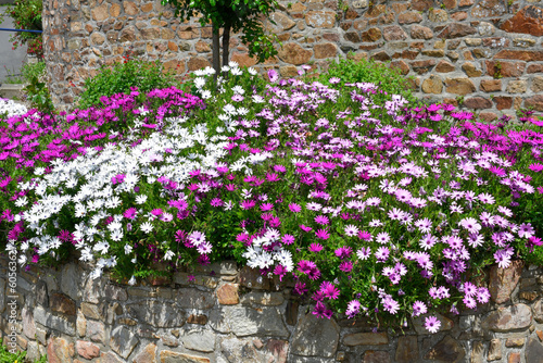 Obraz na plátně Joli massif d'Osteospermums en Bretagne