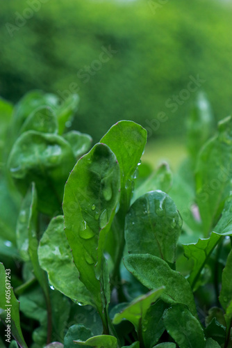 close up of young spinach plants, green blurred background