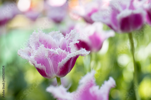 Fototapeta Naklejka Na Ścianę i Meble -  Purple Tulips in the Garden, flower field