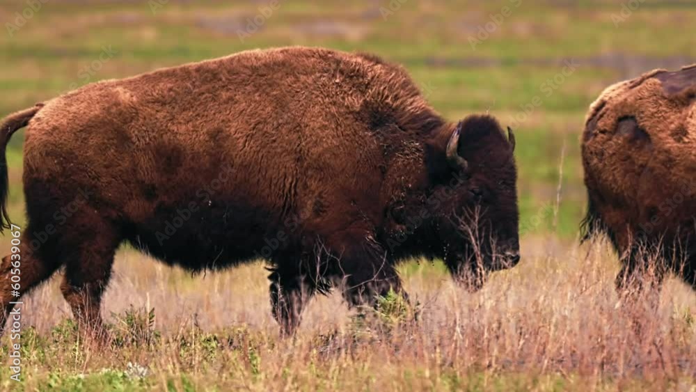 Bison grazing peacefully on the prairie. Wild buffalo during spring moult. Bison buffalo walking in a field. Watching from a long distance on a windy day. Slow motion 120 fps video Bison grazing peacefully on the prairie. Wild buffalo during spring moult. Bison buffalo walking in a field. Watching from a long distance on a windy day. Slow motion 120 fps video