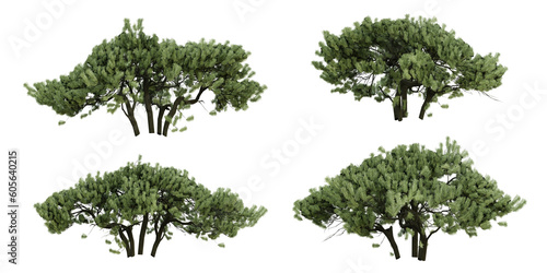 Green conifer bush plant on transparent background  garden design  3d render illustration.