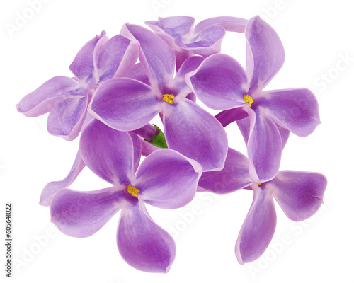 lilac flower isolated on white background  full depth of field