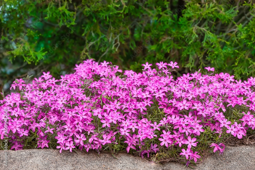 Bush of beautiful vibrant pink creeping phlox flowers surrounded by bright green leaves in a garden