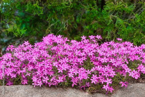 Bush of beautiful vibrant pink creeping phlox flowers surrounded by bright green leaves in a garden