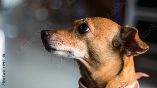 Closeup of the head of an Australian greyhound dog against blurred background