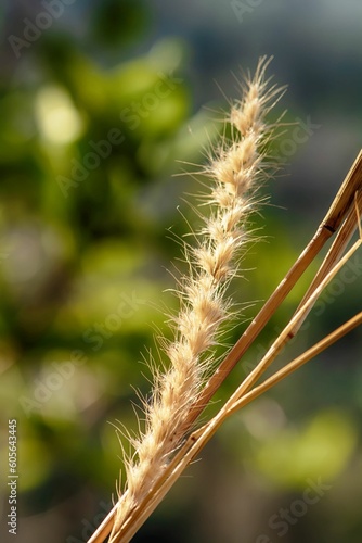 Pennisetum pedicellatum grass with blurred background photo