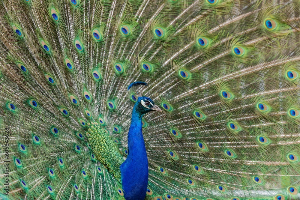 Fototapeta premium Closeup of a beautiful Indian peafowl (Pavo cristatus) with open tail