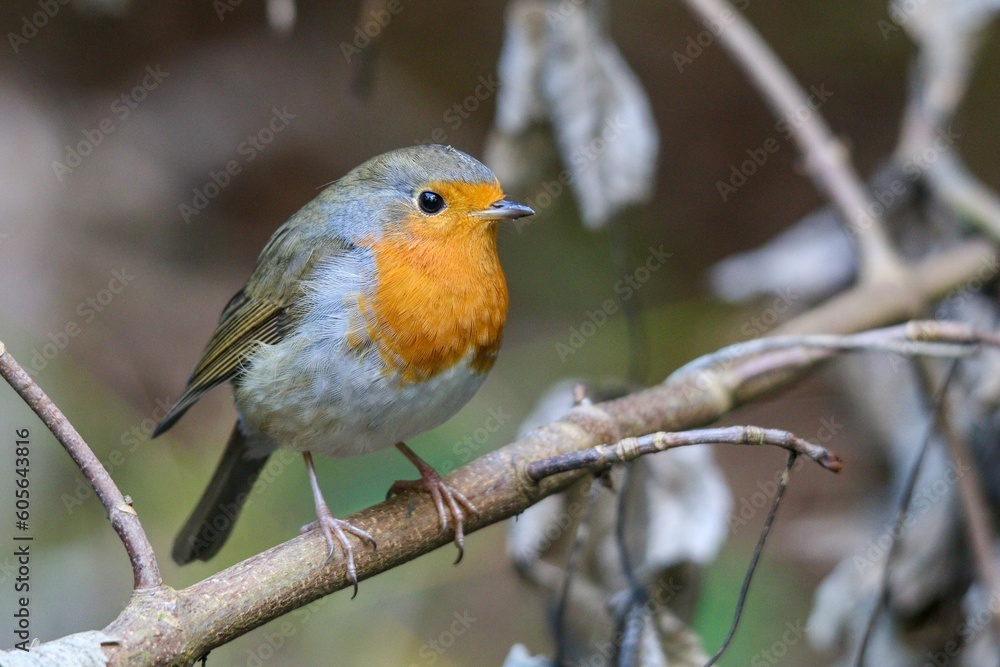 Closeup shot of a cute woodland robin perched on a branch