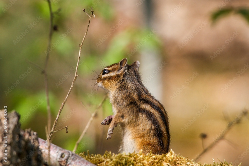 Closeup shot of a lovely and cute chipmunk Closeup shot of a lovely and cute chipmunk